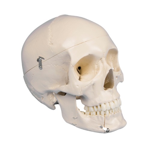 두개골 모형(치아분리)