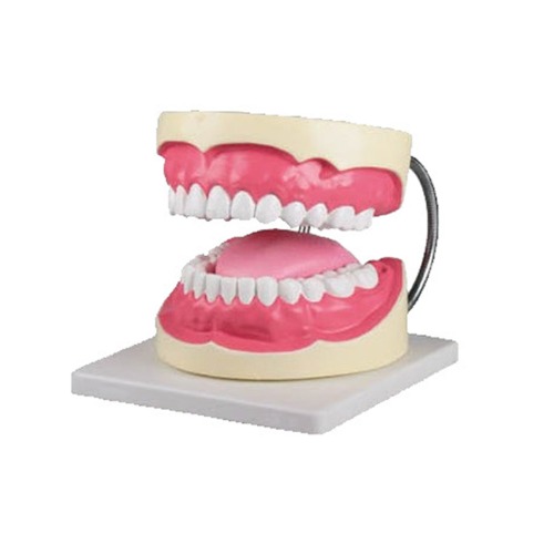치아모형(혀)